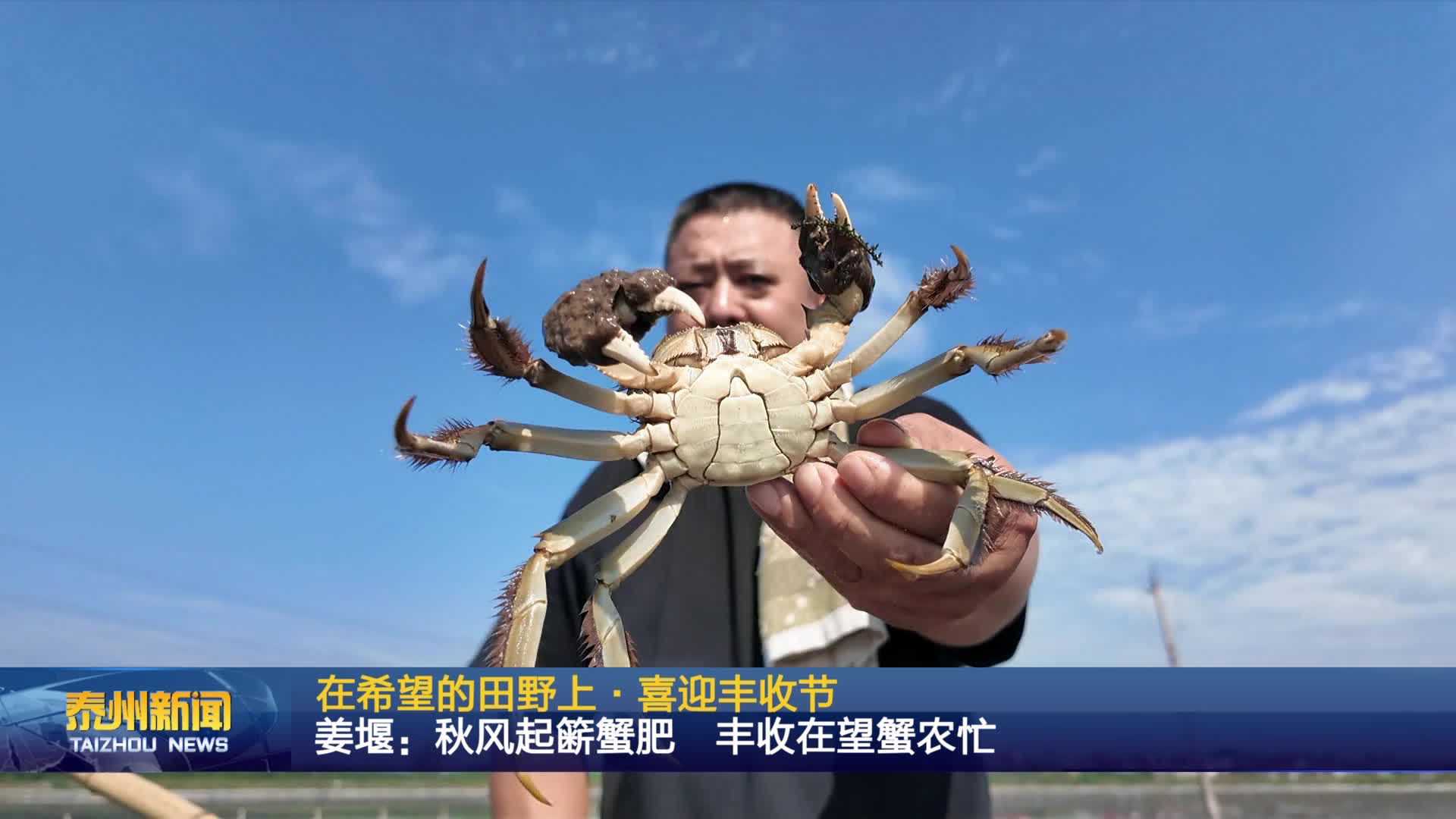 在希望的田野上·喜迎丰收节  姜堰：秋风起簖蟹肥 丰收在望蟹农忙